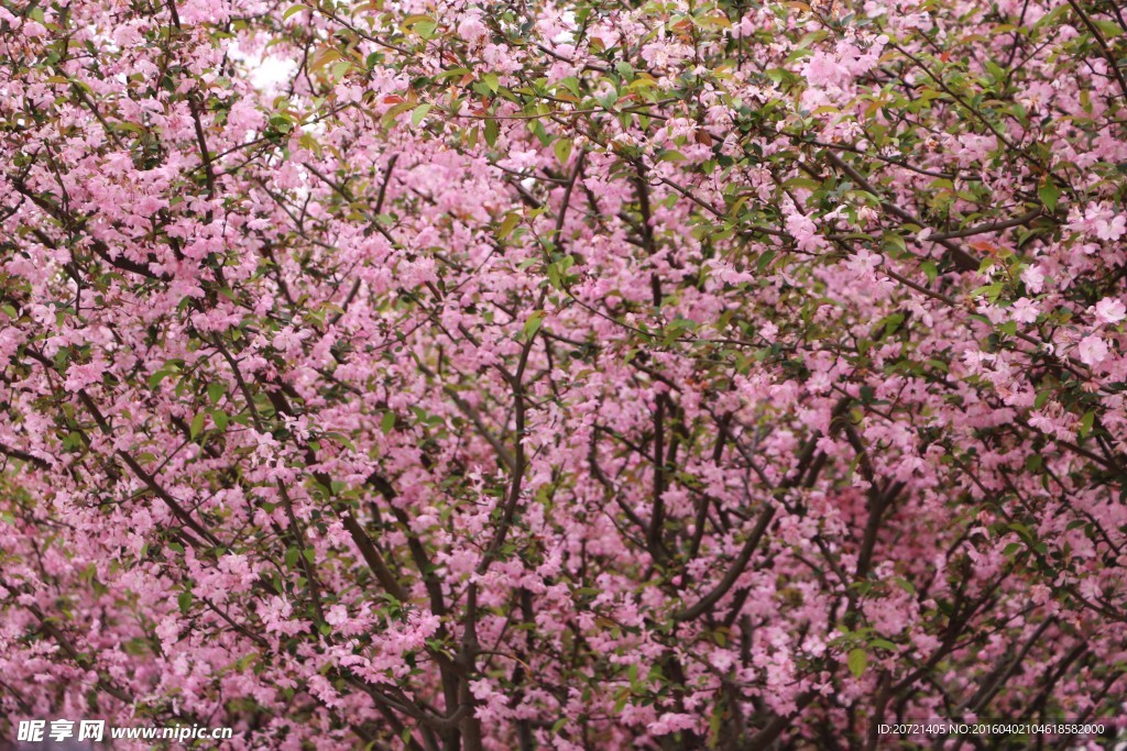 桃花