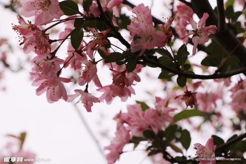 桃花