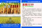 农业水稻种子宣传单