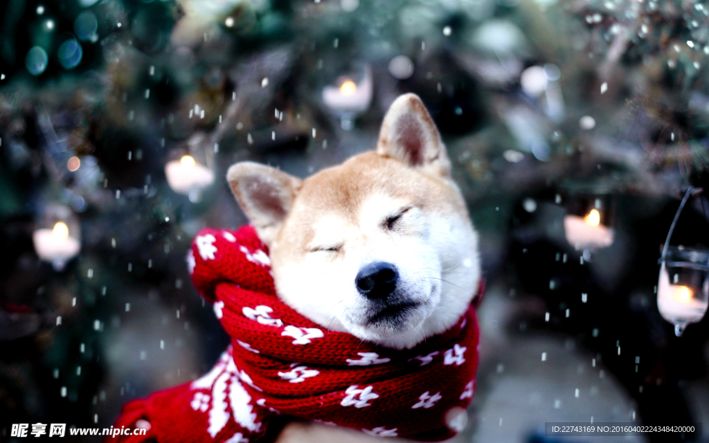 日本柴犬