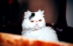 可爱猫咪