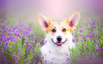 柯基犬