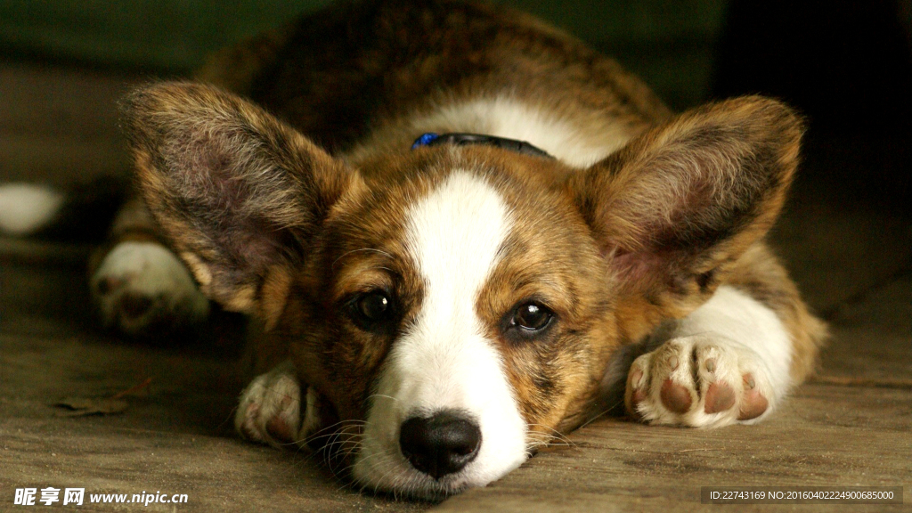 可爱柯基犬