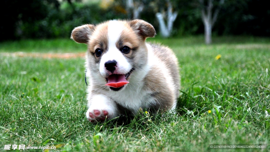 可爱柯基犬