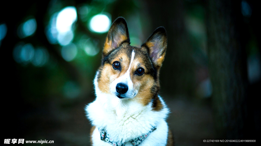 可爱柯基犬