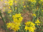 油菜花