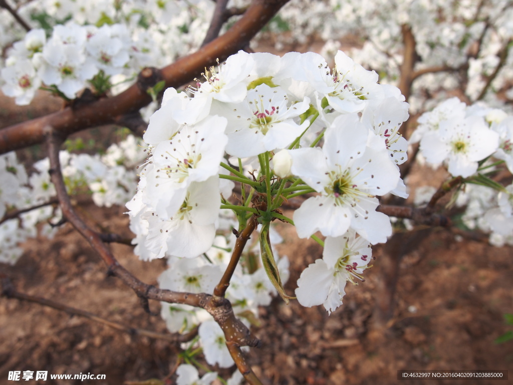 梨花