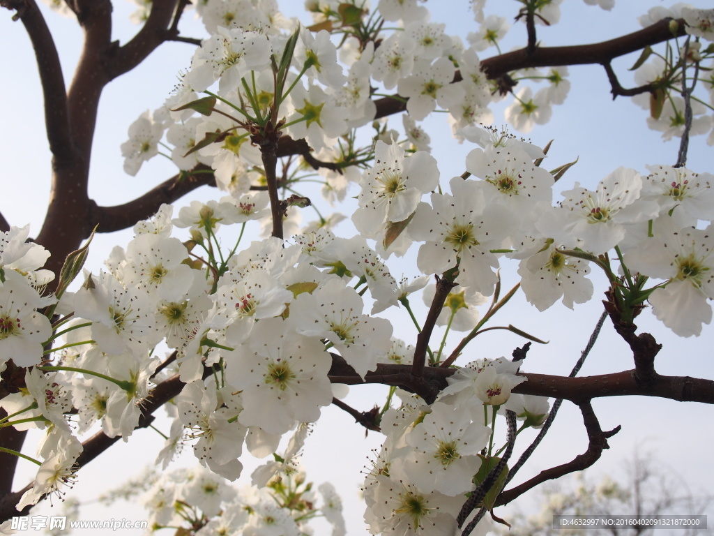 梨花