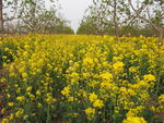 油菜花
