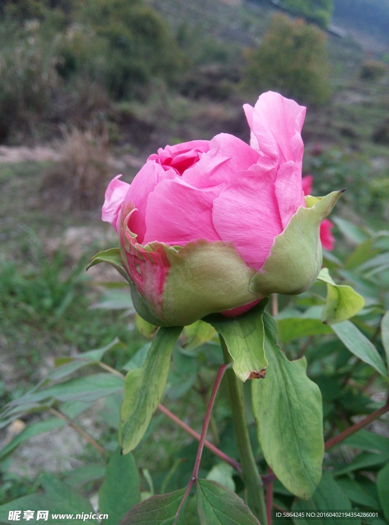 牡丹花