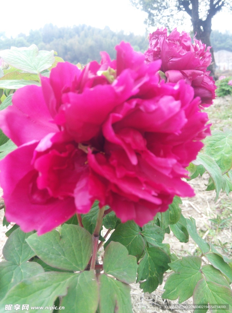牡丹花