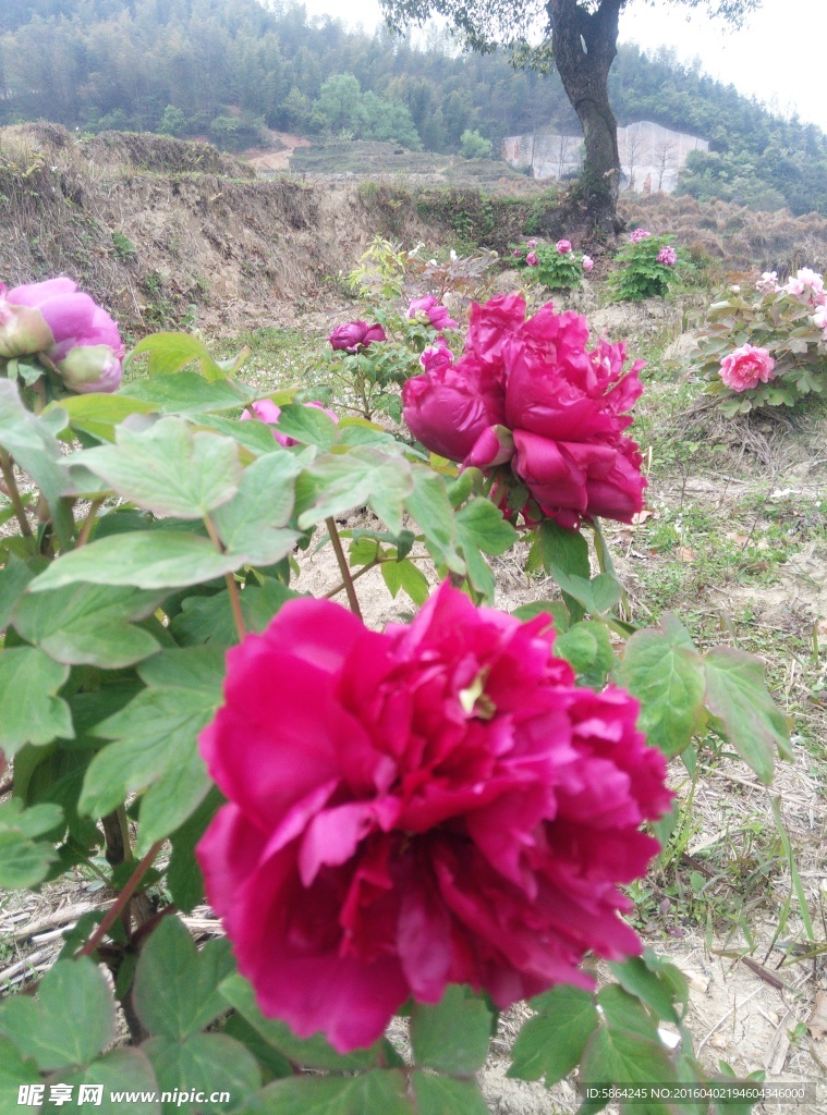 牡丹花