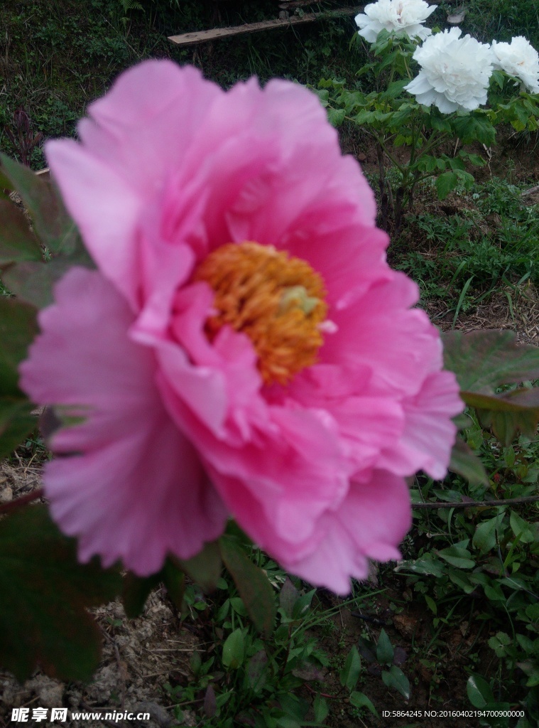 牡丹花