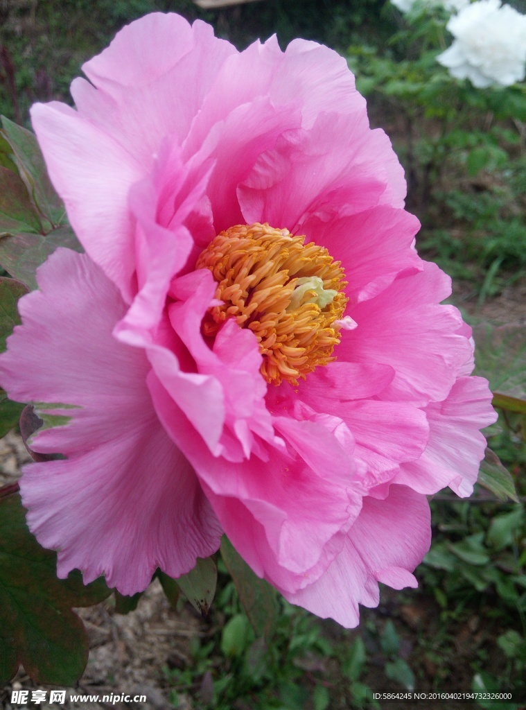 牡丹花