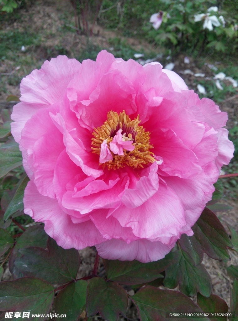 牡丹花