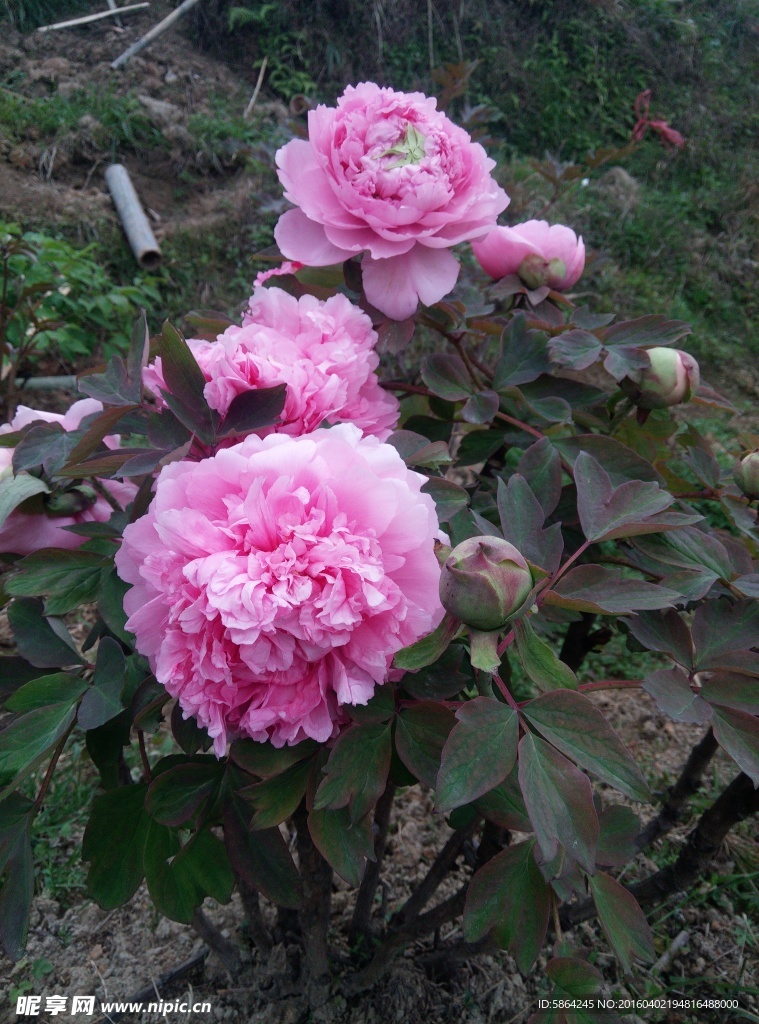 牡丹花