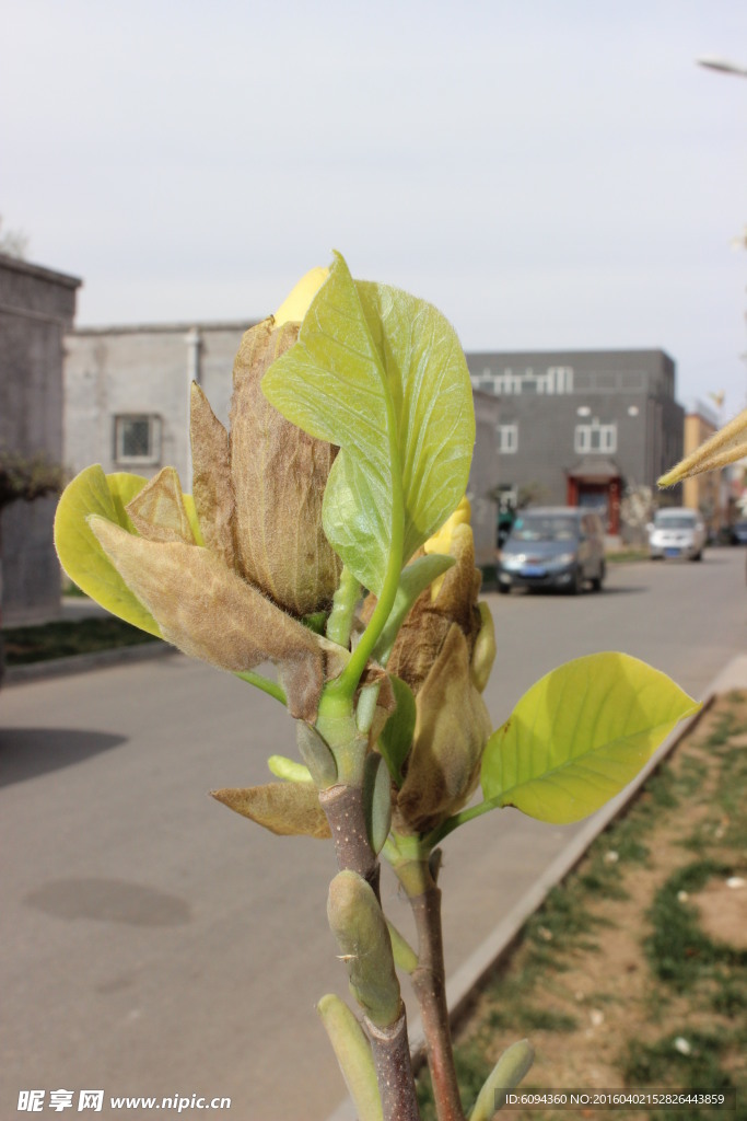 玉兰花