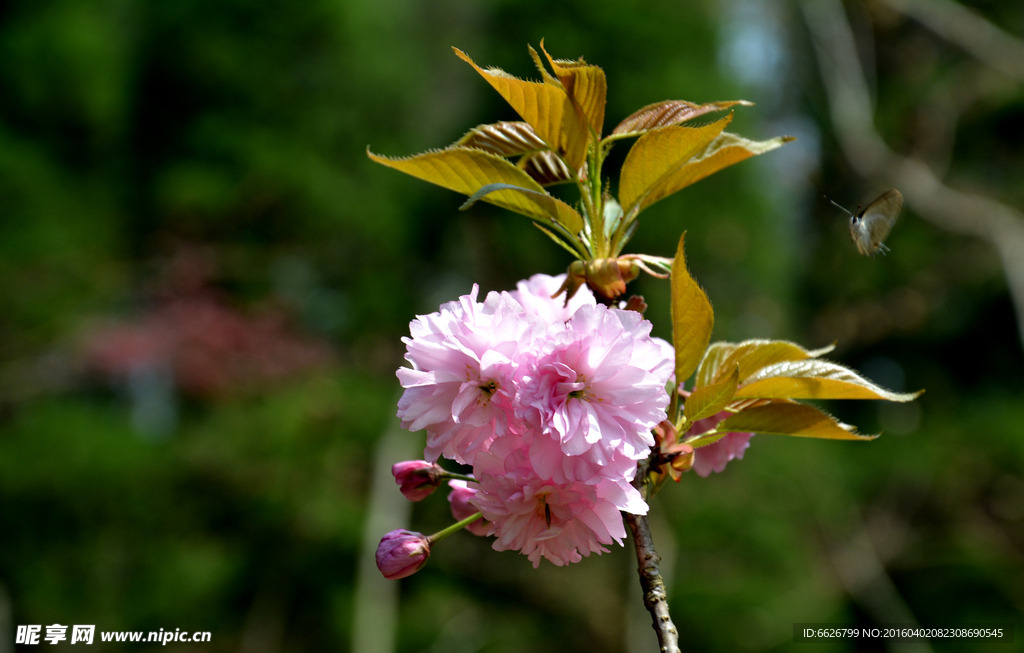 蔷薇花