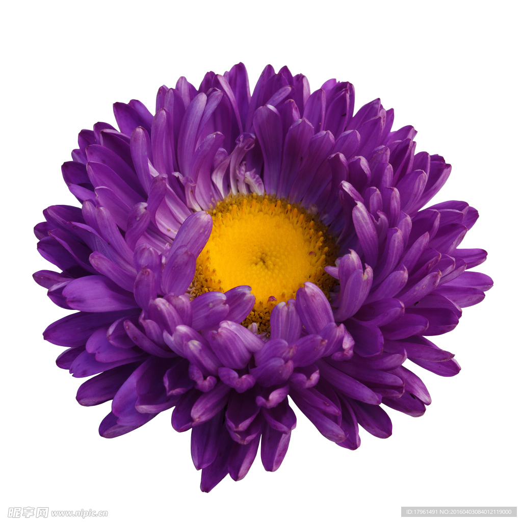 唯美菊花