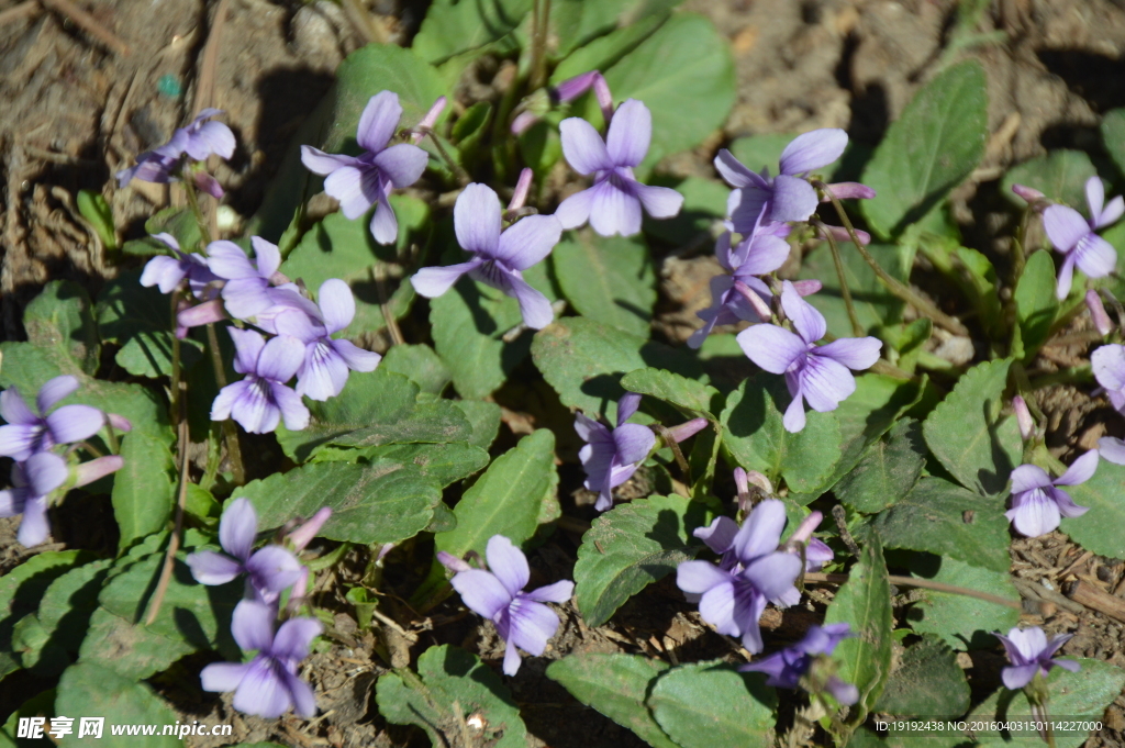 紫野花