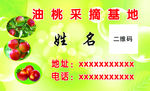 油桃水果名片