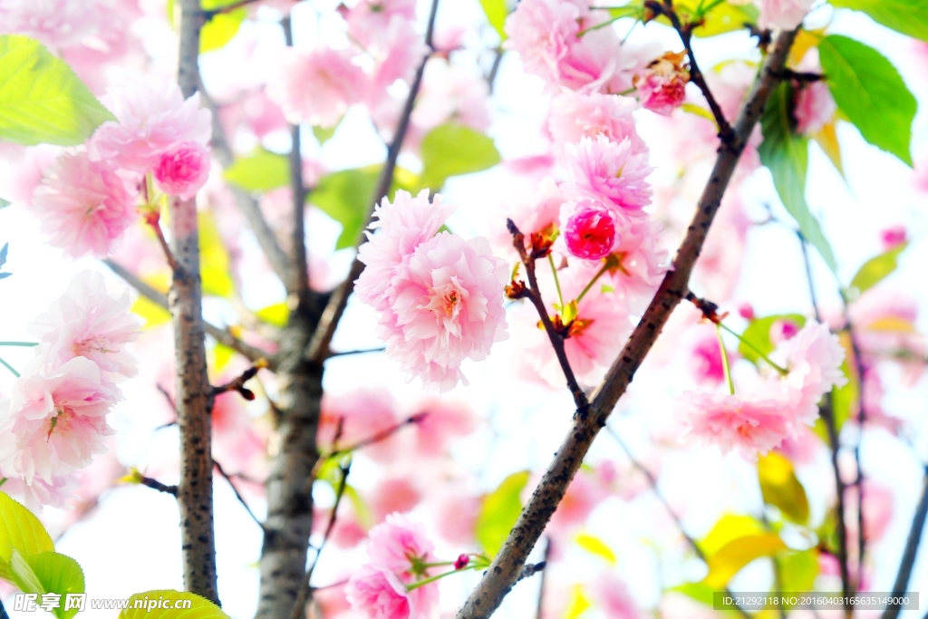 樱花