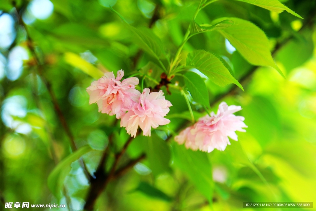 樱花
