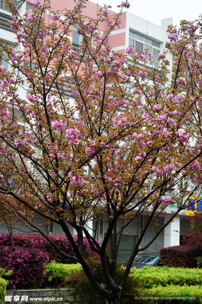 樱花