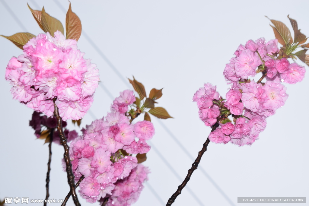 樱花