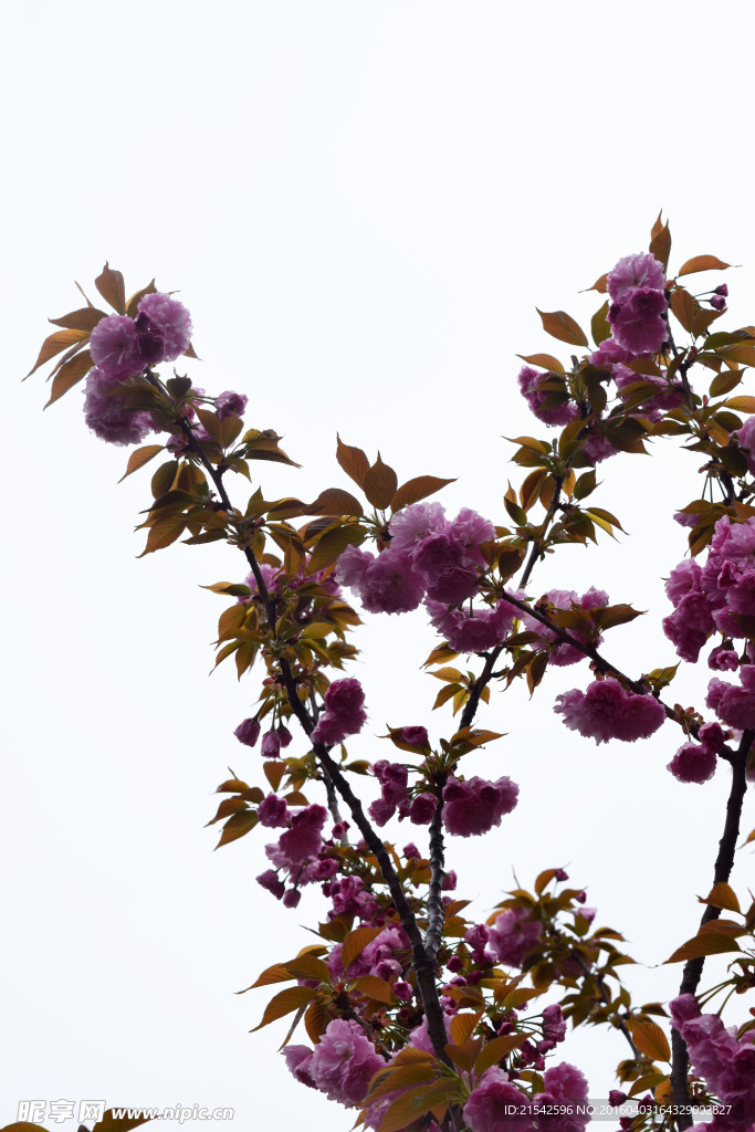 樱花