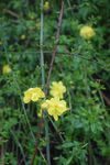 黄花