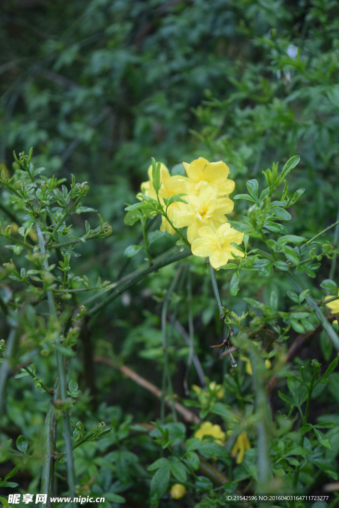 黄花