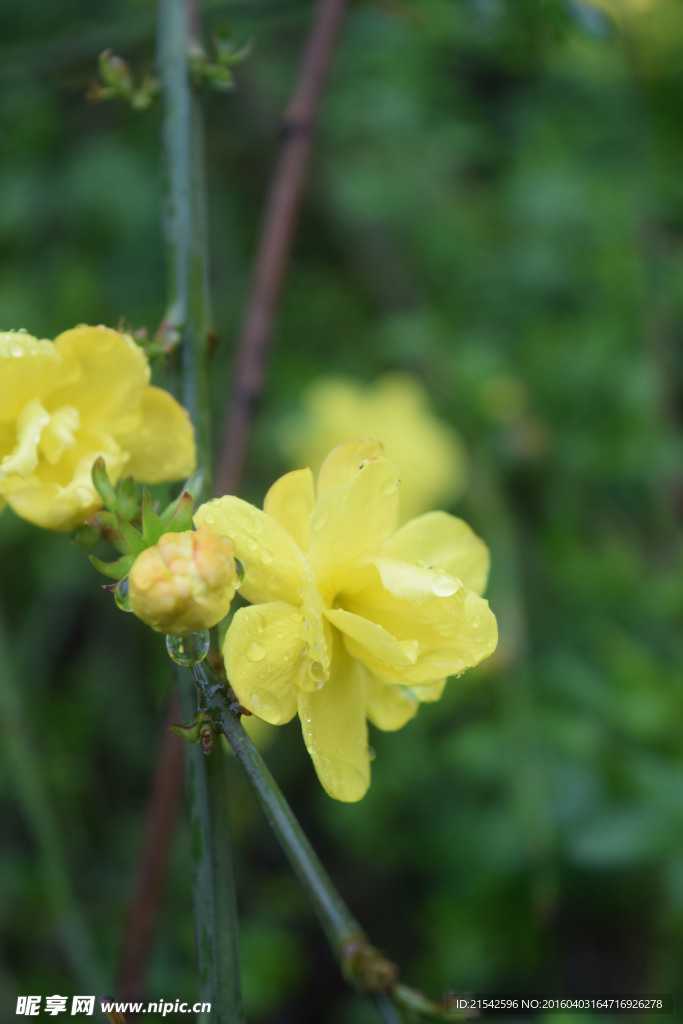 迎春花