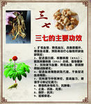 三七药材的功效