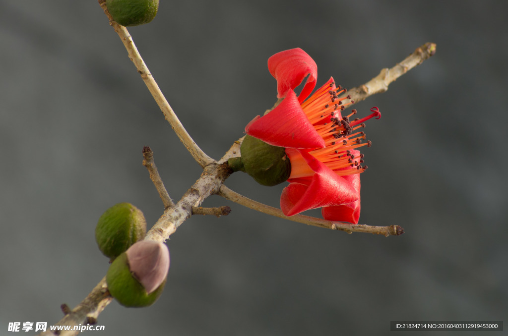 木棉花