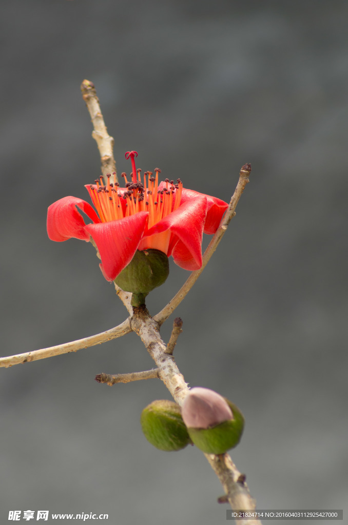 木棉花