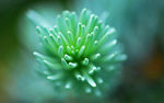 绿色 植物