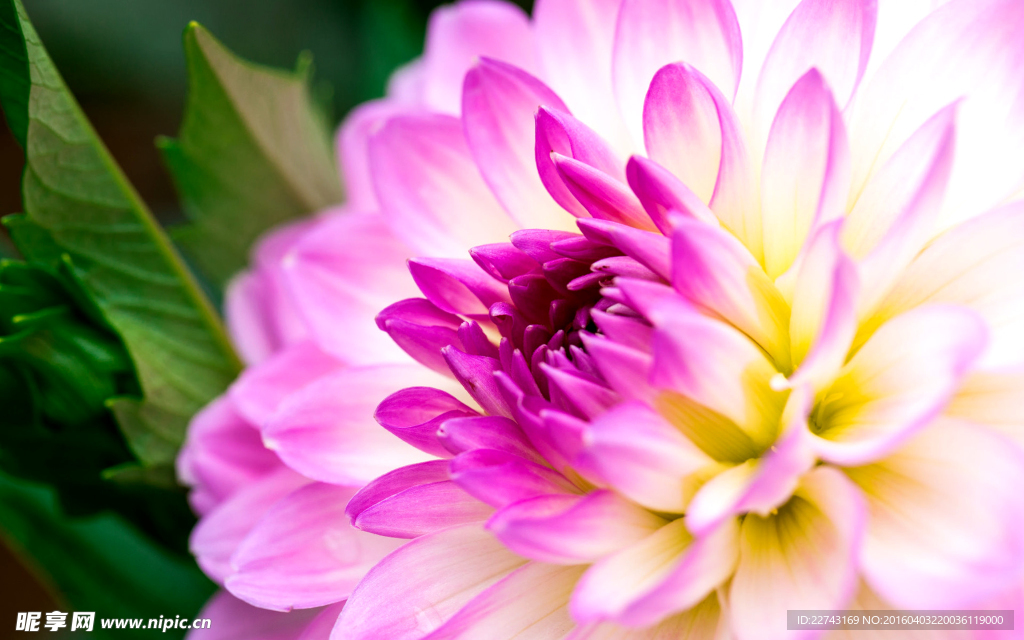 紫色菊花