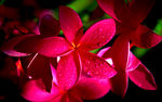 紫色鸡蛋花