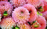 粉色大丽花