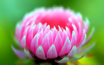 唯美菊花