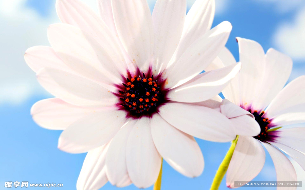 小清新菊花
