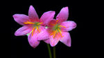 水仙花