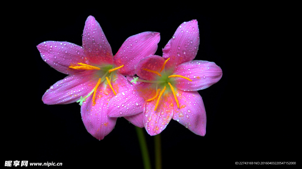 水仙花