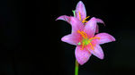 水仙花