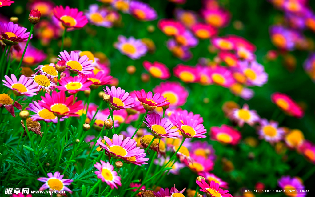 菊花花田