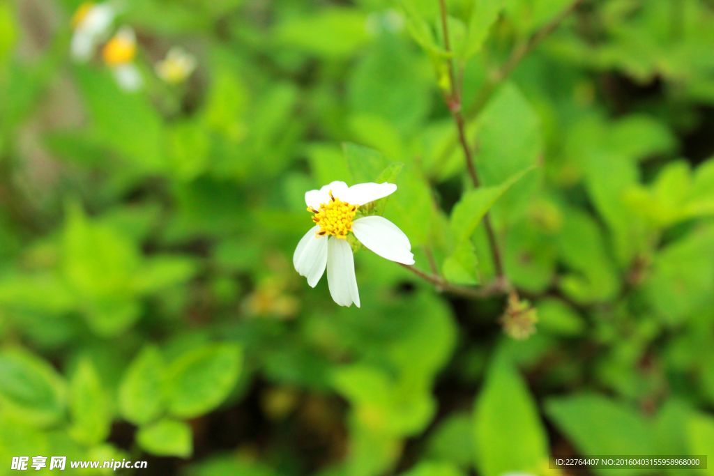 小白花