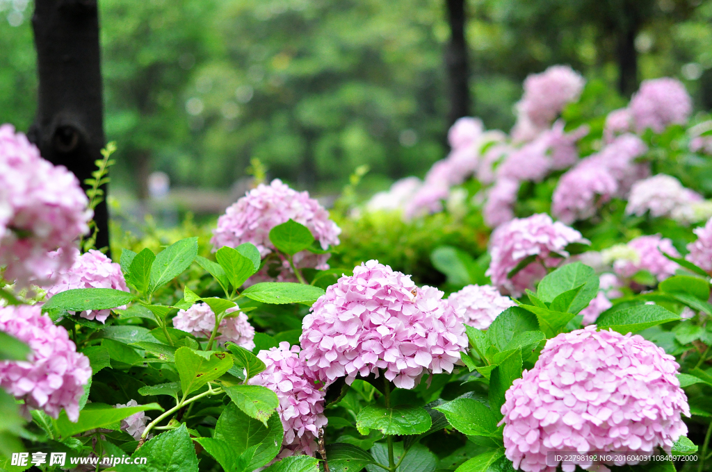 绣球花