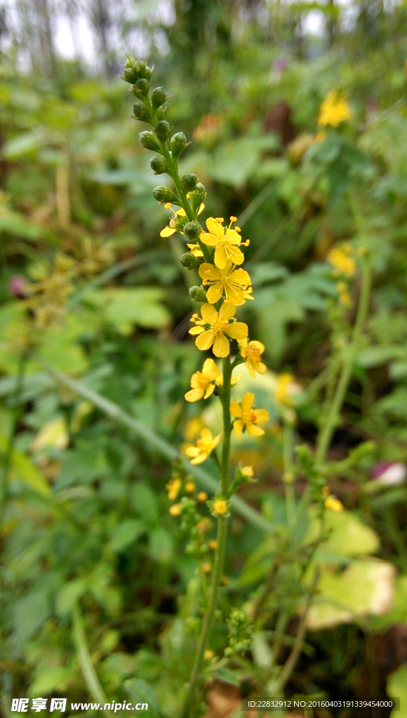 黄色野花