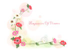红白花角花